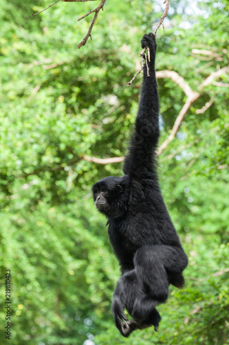 Siamang in the nature. © apple2499