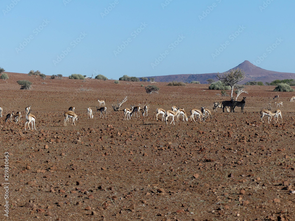 troupeau dans le désert de Namibie