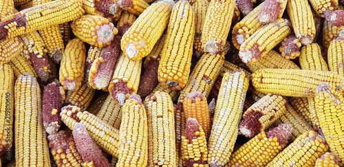 yellow corn in summer