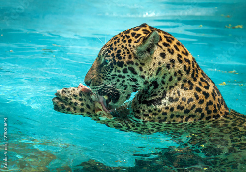 Jaguar swimming.