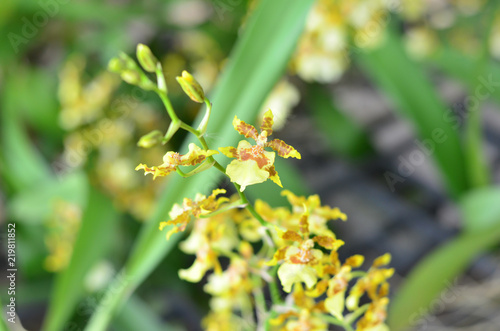 Beautiful orchid flower in garden