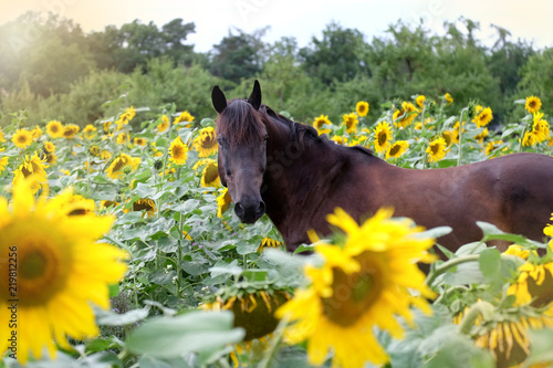 Pferd in Sonnenblumenfeld