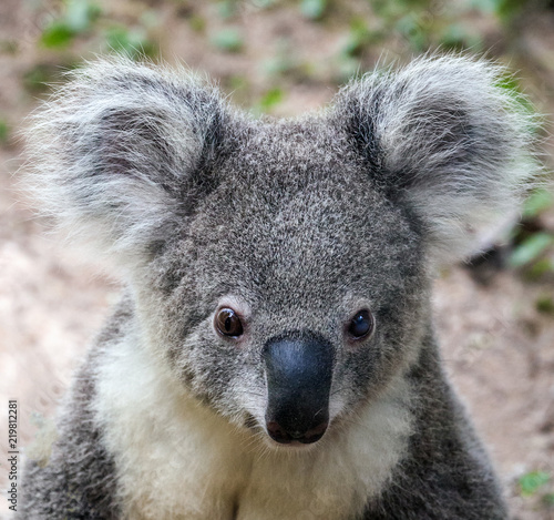 Fototapeta Naklejka Na Ścianę i Meble -  koala bear cute.