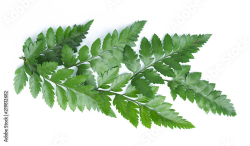 green leaves of fern isolated on white
