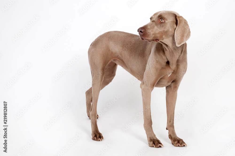 Weimaraner Hund Stock Photo | Adobe Stock