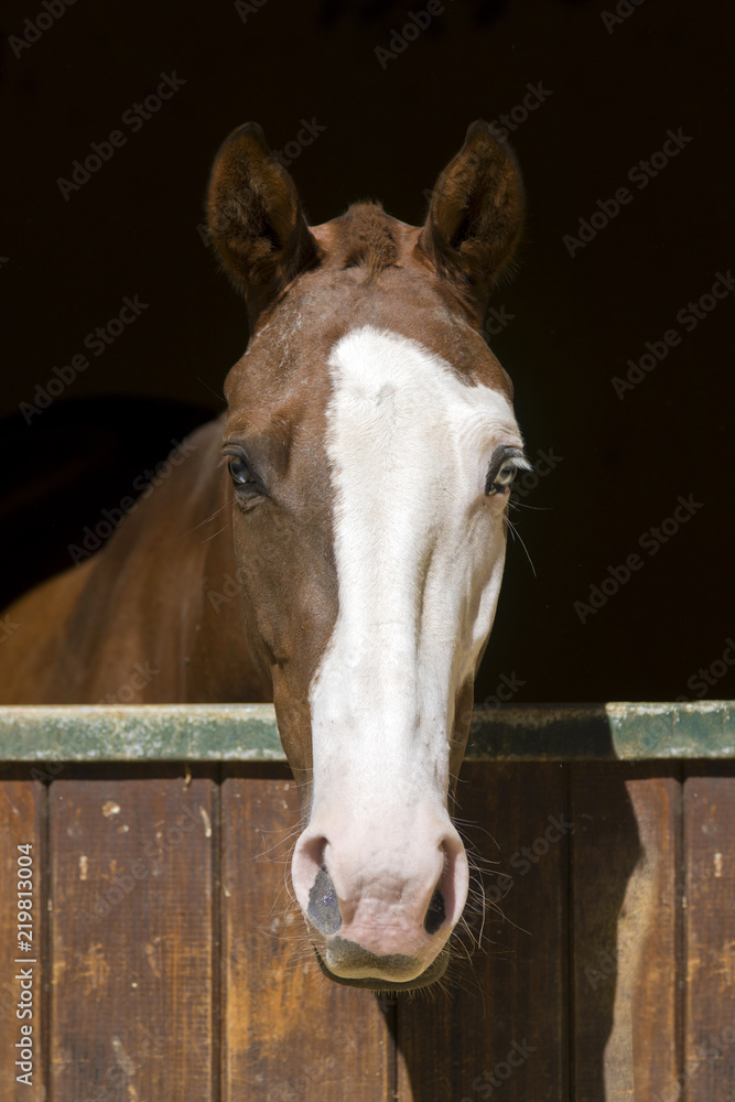 Obraz premium Caballo con ojos azules