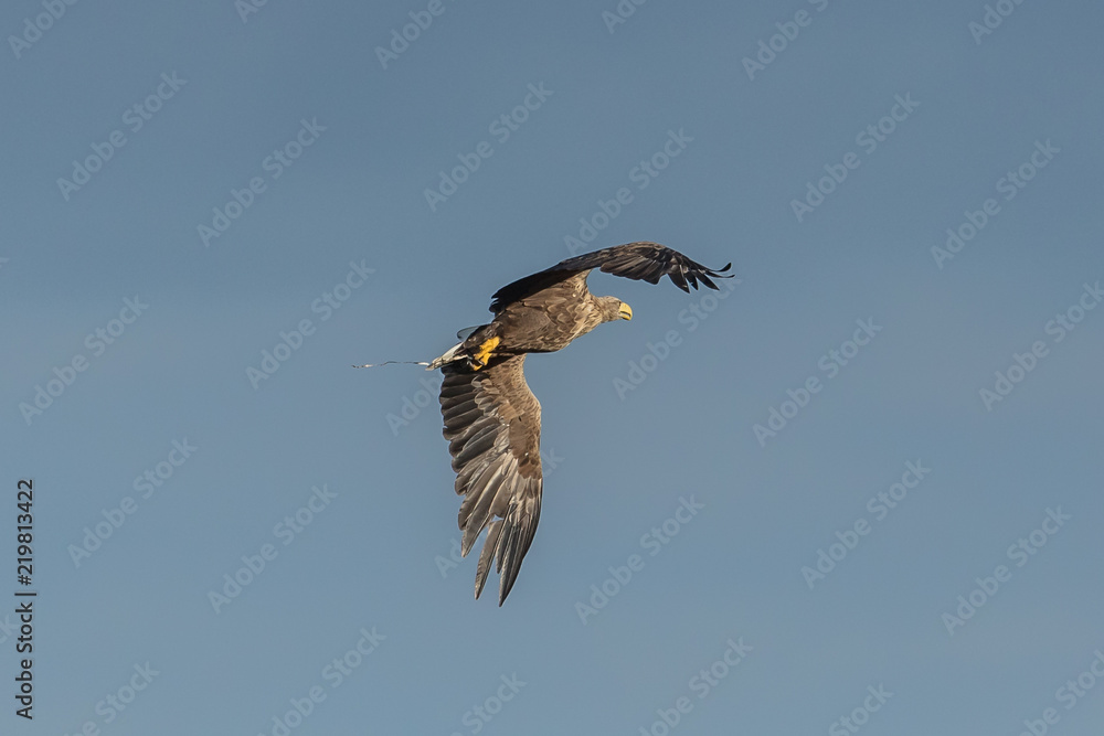 Obraz premium seeadler