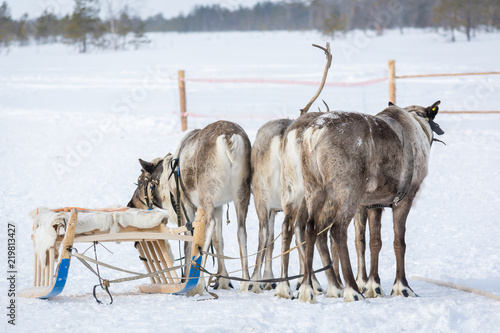 Riding deer with broken horns stand behind wooden sledges at the Siberian camp in winter. photo
