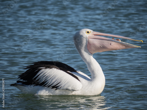 Australian Pelican Bird 