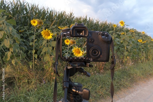Sonnenblumen vor Maisfeld mit Kontrollfeld der Spiegelreflexkamera