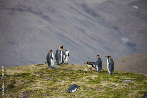 penguin in the arctic