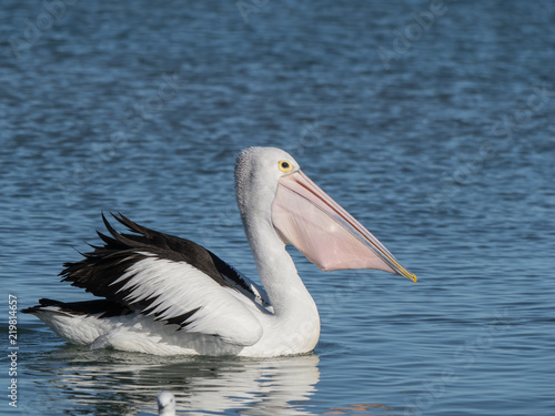 Australian Pelican Bird 