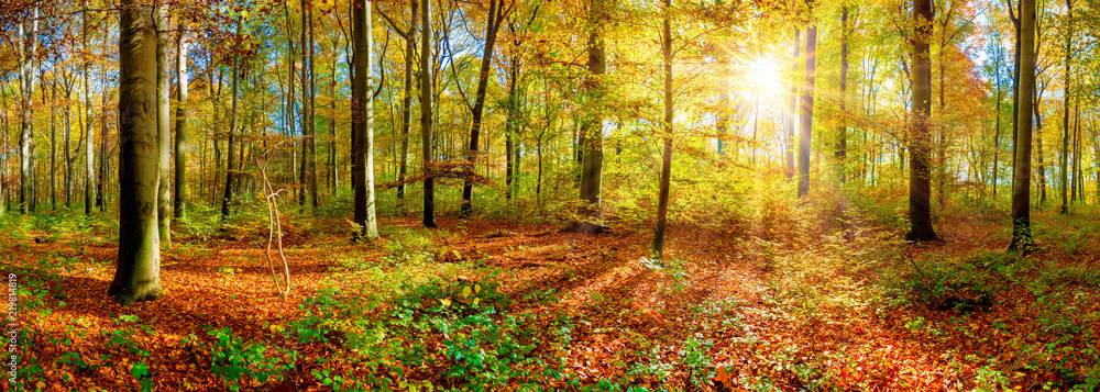 Fototapeta premium Panorama of an autumnal forest with bright sun shining through the trees