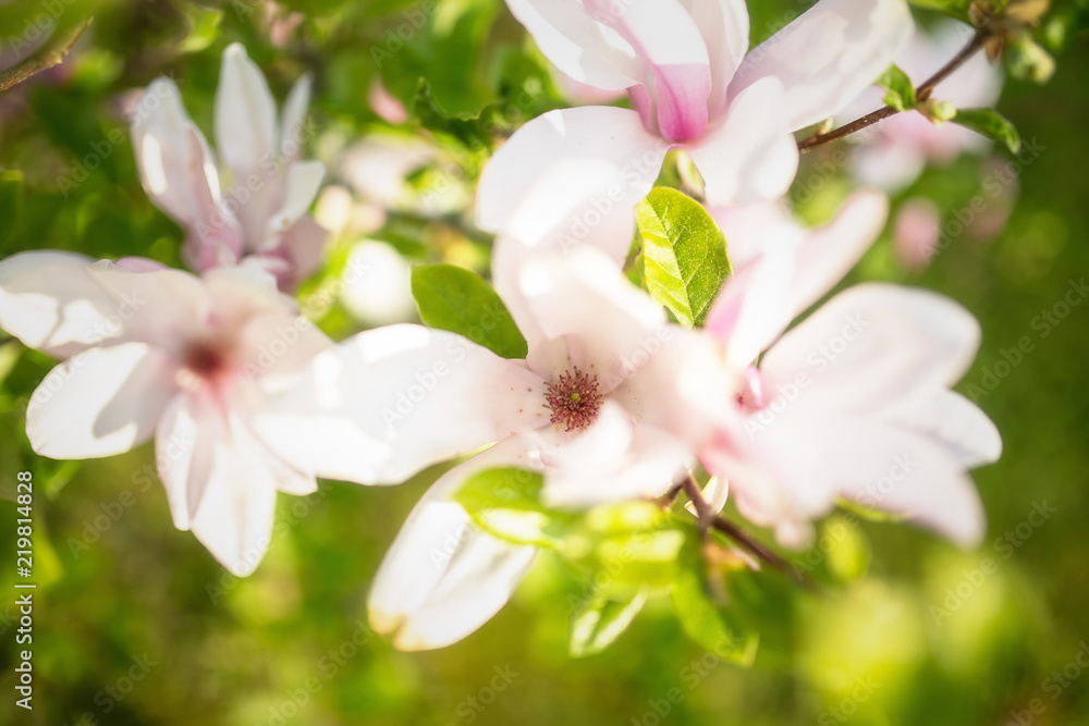 Stern-Magnolie Stern-Magnolie