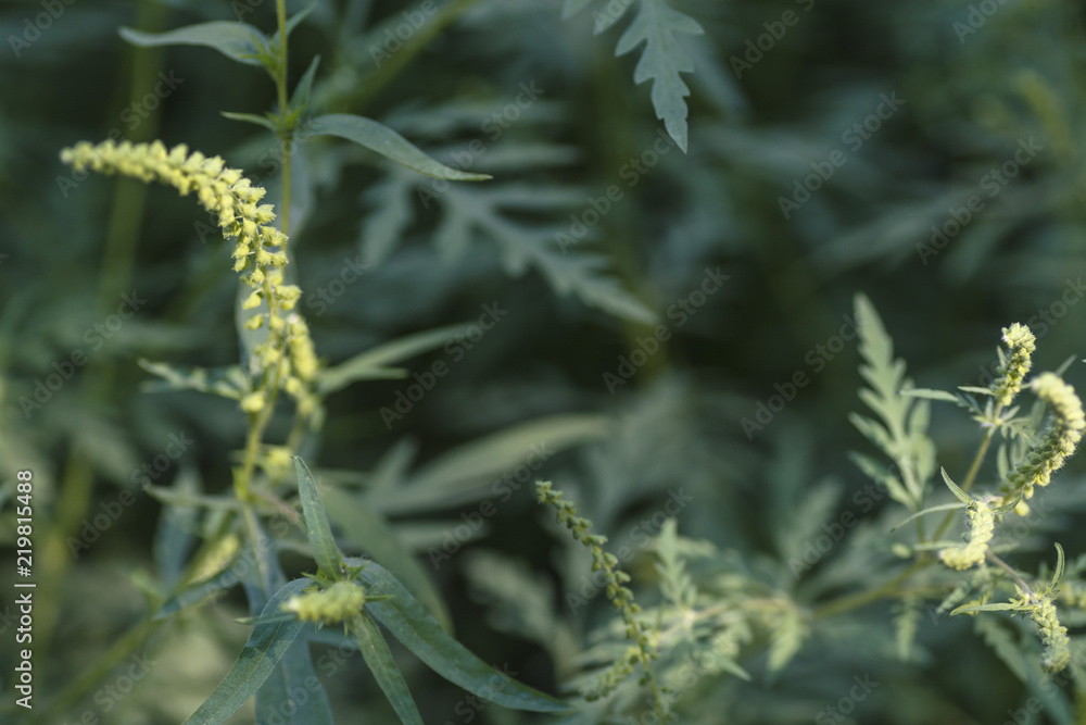 Ambrosia artemisiifolia, known as common ragweed, annual ragweed, and low ragweed, the entire plant