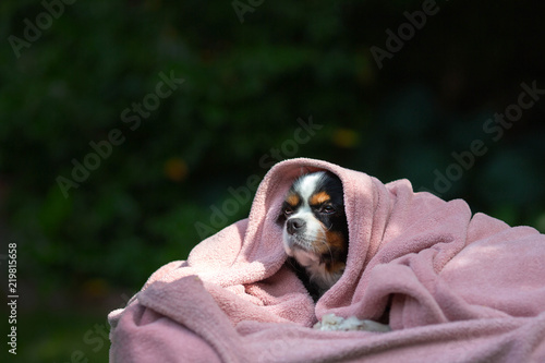Fototapeta Naklejka Na Ścianę i Meble -  Dog under the blanket