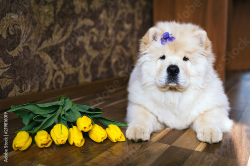 Cute chow chow with flowers 
