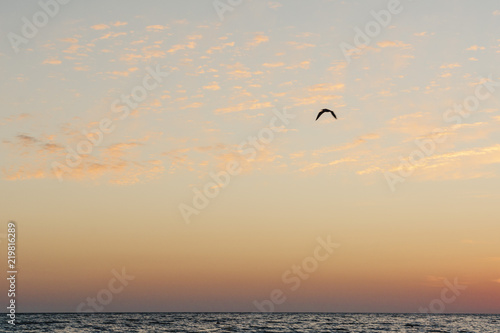 sunset at the sea with clouds and bird