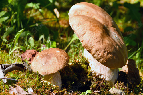 I funghi in mazzo al prato  photo