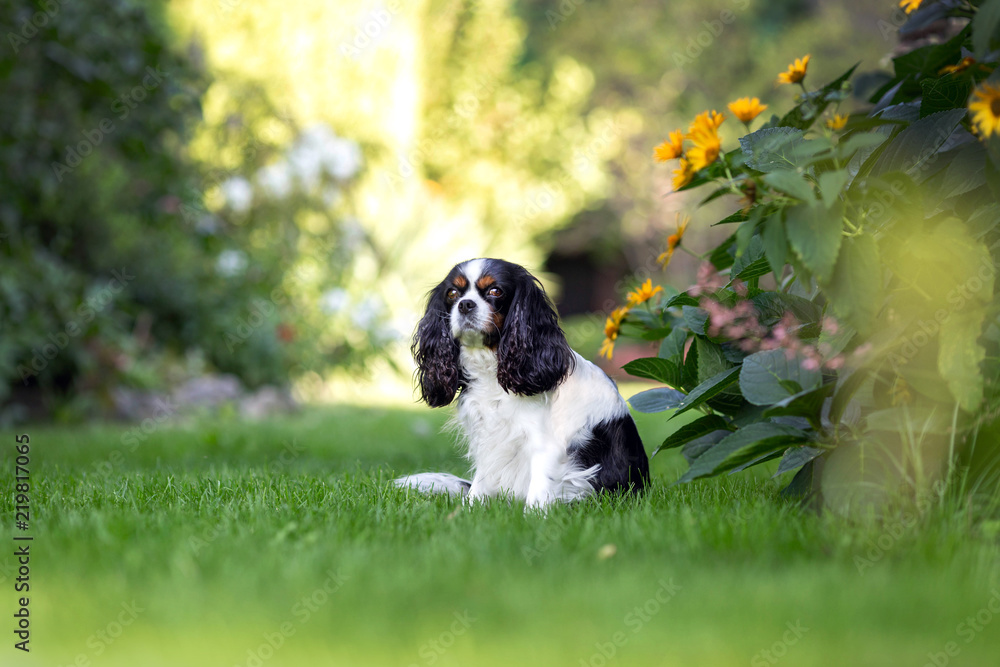 Cute dog sitting on the grass in the garden