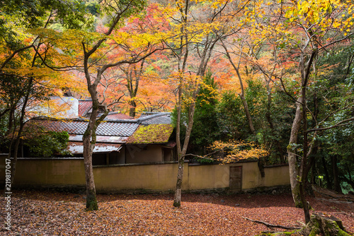 Japan house with autumn tree, Arashiyama