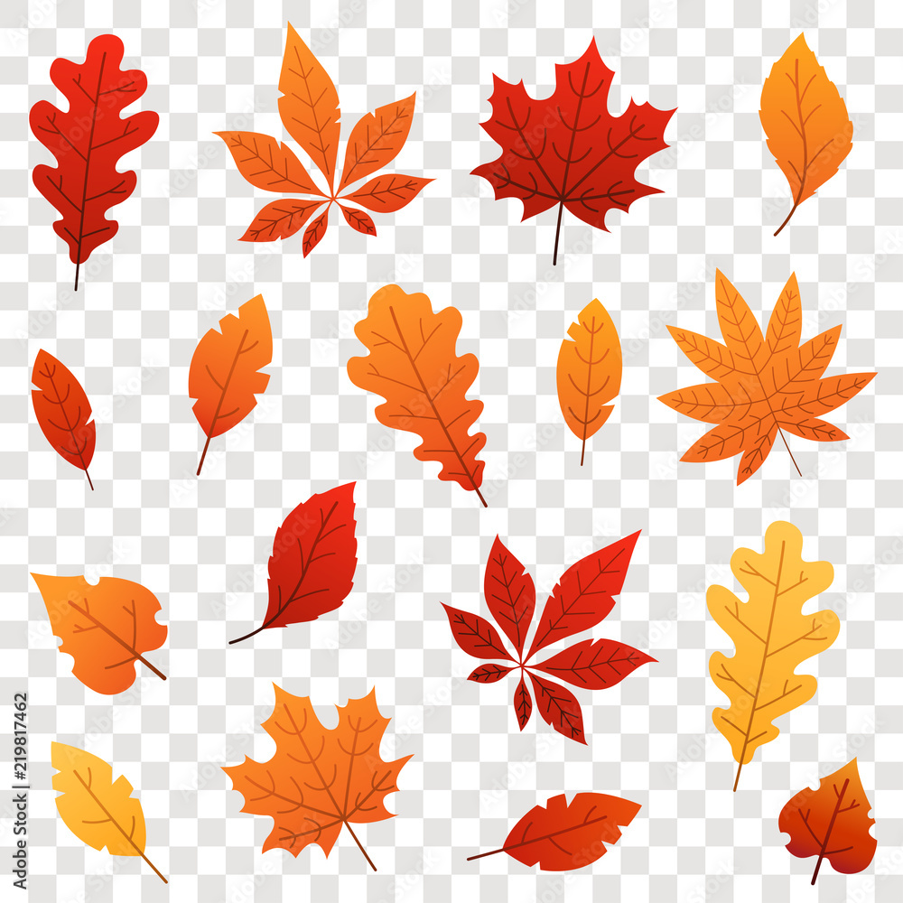 Fototapeta premium Kolorowe Jesienne liście spadające na przezroczystym tle. Ilustracji wektorowych.