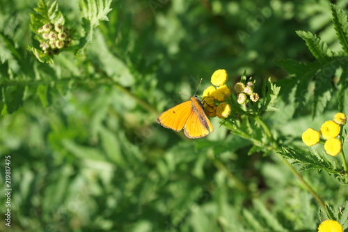 Großer Feuerfalter, Dukatenfalter, Chrysophanus Virgaureae photo