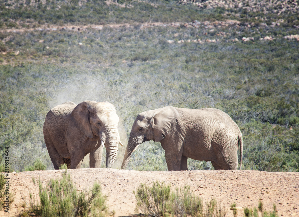 Fototapeta premium The Dust Bath for Two