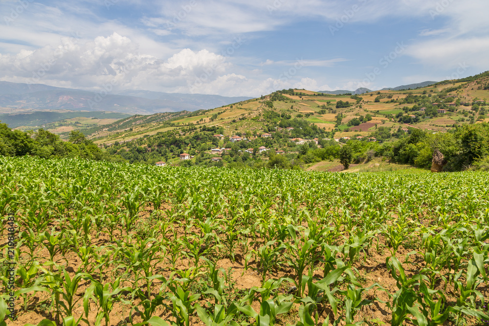 Field of corn in the Albanian mountains. Hills in the background.