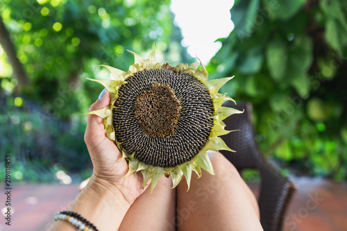 Fototapeta Naklejka Na Ścianę i Meble -  Female hand holding sunflower