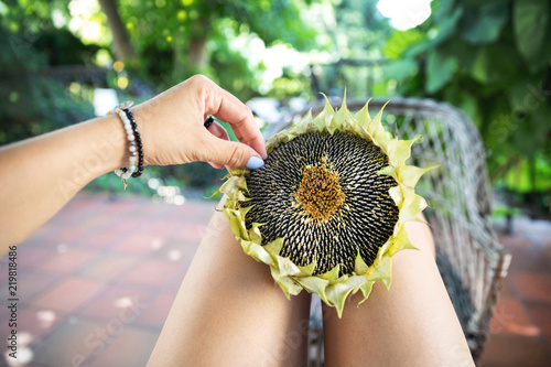 Fototapeta Naklejka Na Ścianę i Meble -  Female hand picking the sunflower seeds