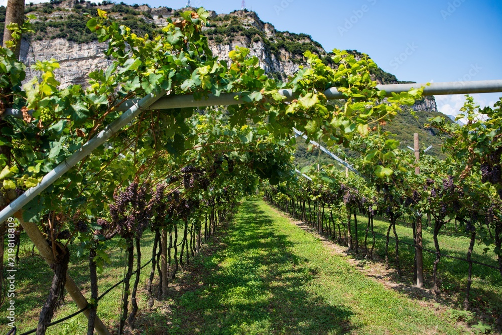 Vineyard plantation in northern Italy.