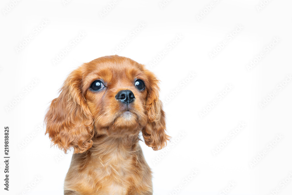 Cavalier spaniel puppy looking up