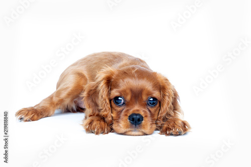 Portrait of cavalier spaniel puppy isolated