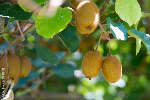 Obraz na płótnie Kiwi fruit on tree on kiwi plantation in Italy w salonie
