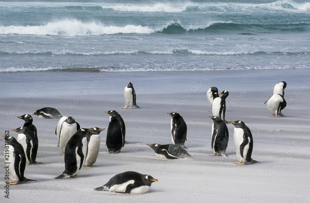 Fototapeta premium Manchot papou,.Pygoscelis papua, Gentoo Penguin, archipel des Falkland