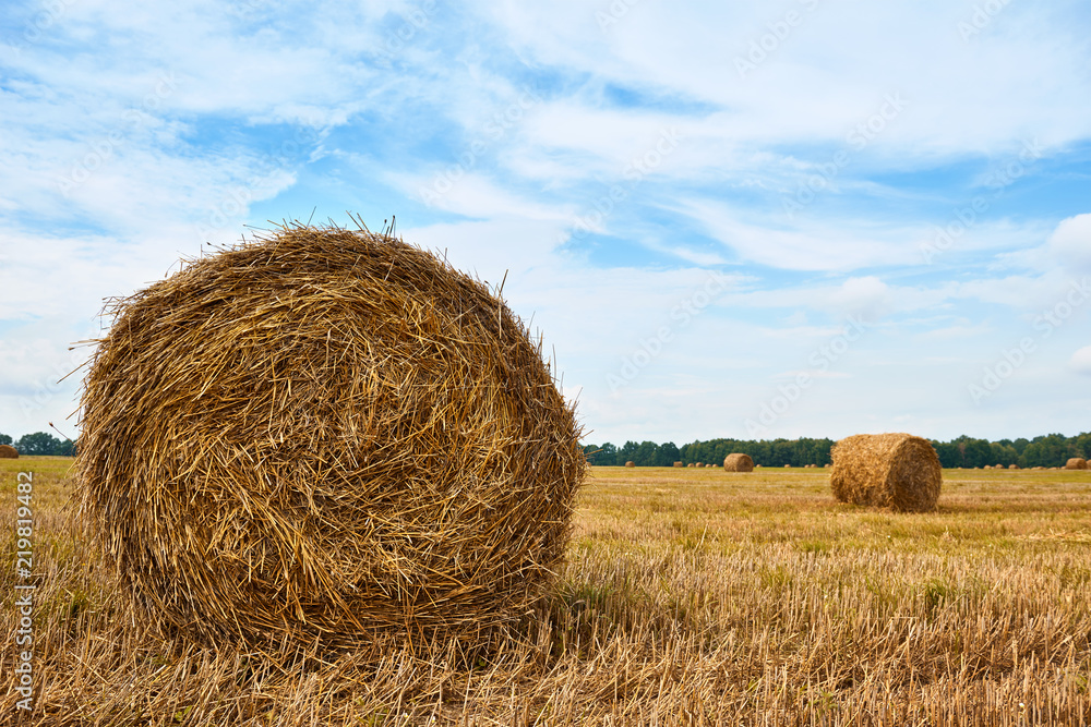 haystacks in summer field, beautiful landscape