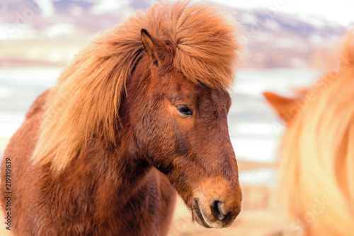 Portait of brown icelandic horse in winter Iceland © basiczto