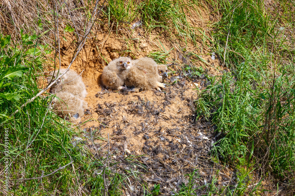 Fototapeta premium The eagle-owl nest (binomial name Bubo bubo) on the hillside with four nestlings. Russia, Rostov-on-Don region
