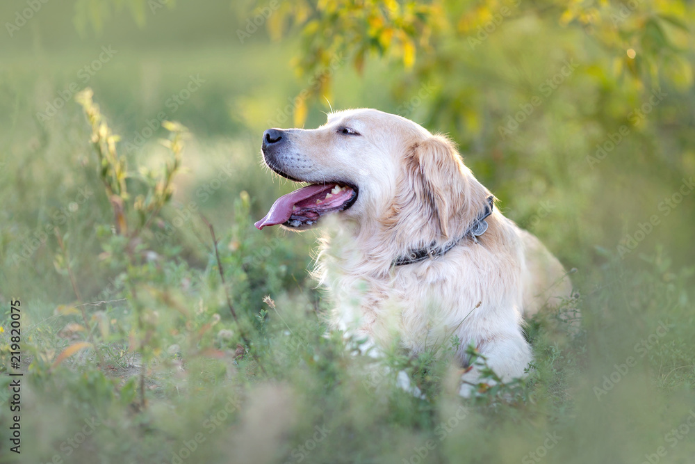 Happy golden retriever resting Happy golden retriever resting