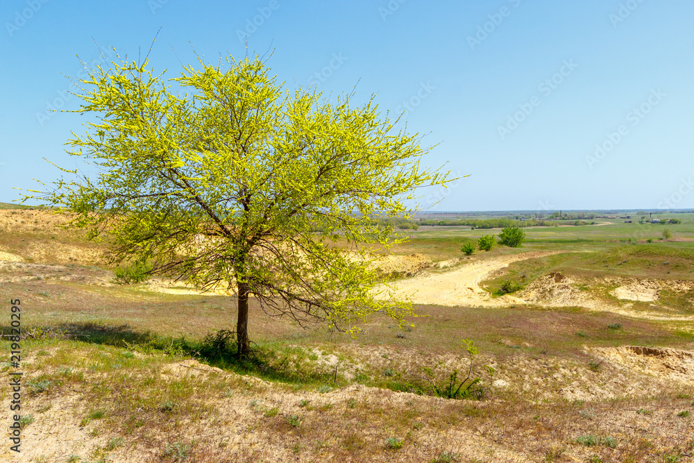 The landscape with young green tree among sandy badland