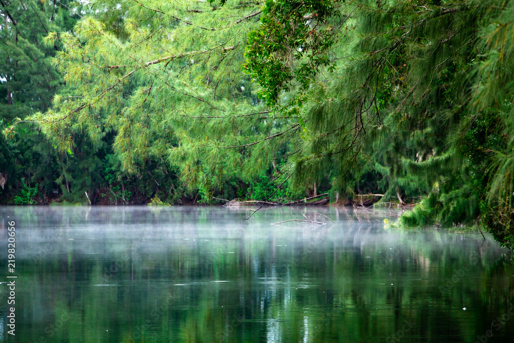 Mist or fog over a lake with overhanging branches, surrounded by forest of green trees - Wolf Lake Park, Davie, Florida, USA Mist or fog over a lake with overhanging branches, surrounded by forest of green trees - Wolf Lake Park, Davie, Florida, USA
