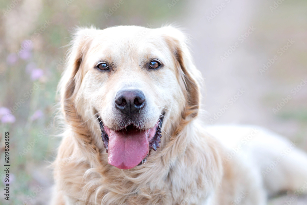 Portrait of happy golden retriever