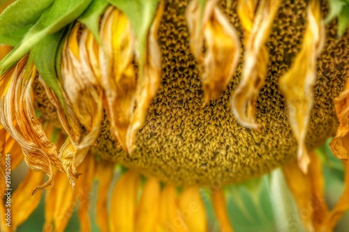 Fototapeta Naklejka Na Ścianę i Meble -  Abgeblühte Sonnenblume