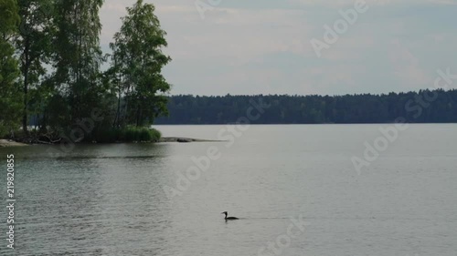 Grebe on lake photo