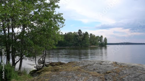 Birch by water photo