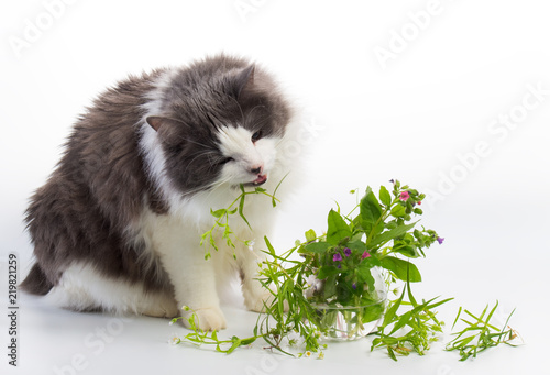 Billede på lærred Cat eats flowers in a vase, the pet naughty