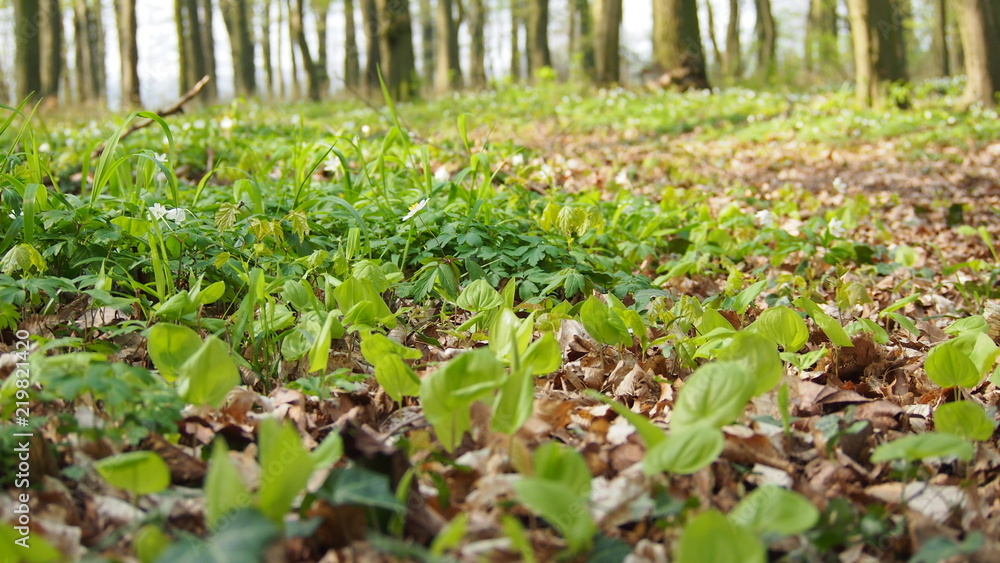 forest floor in Germany during early spring forest floor in Germany during early spring