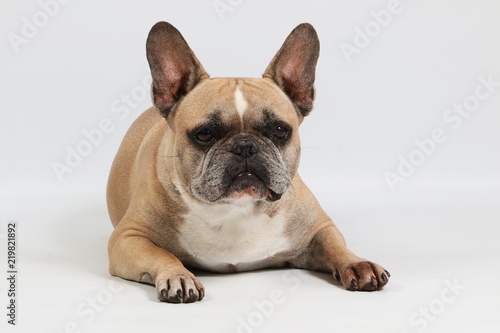 beautiful brown french bulldog is lying in the white studio © Bianca