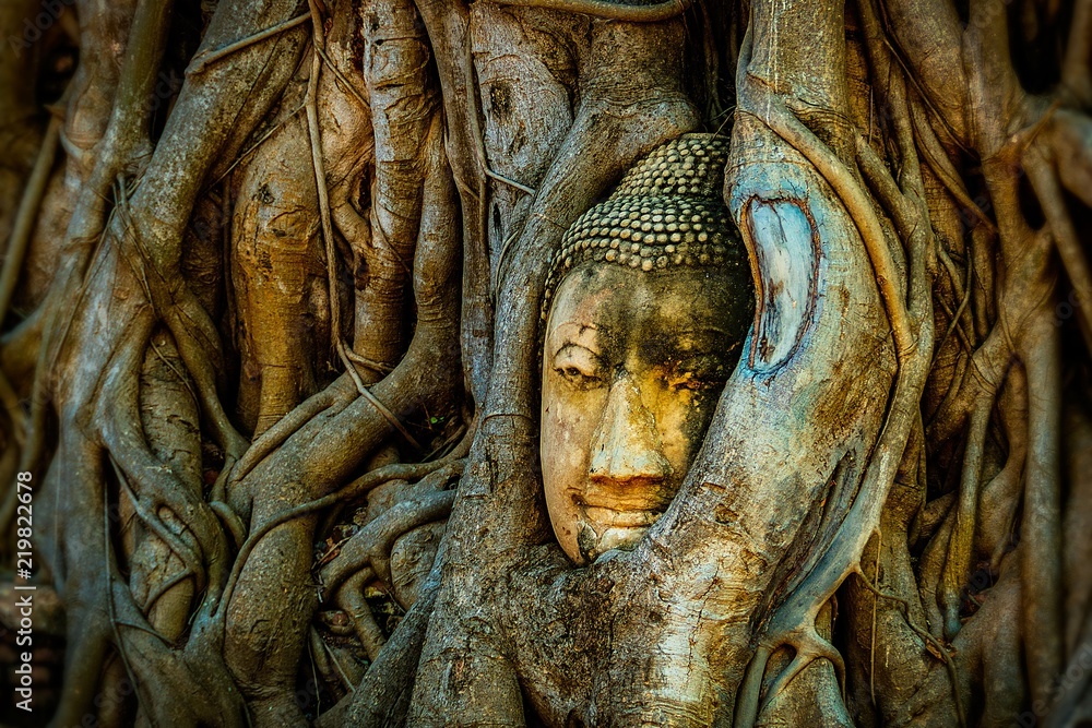 Old Buddha in a tree Ayutthaya Thailand